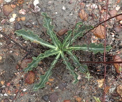 Lichtensteinia trifida trifida