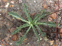 Lichtensteinia trifida trifida