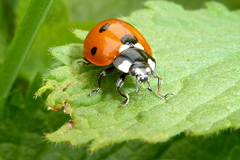 Coccinella septempunctata