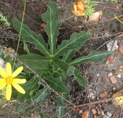 Lichtensteinia trifida trifida