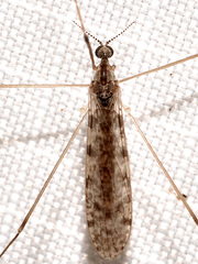 Rhipidia maculata