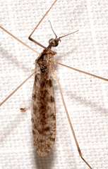 Rhipidia maculata