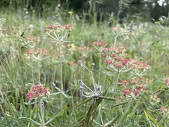 Eriogonum heracleoides