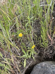 Agoseris heterophylla