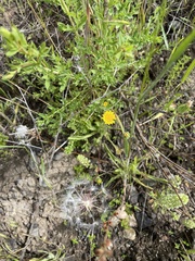 Agoseris heterophylla