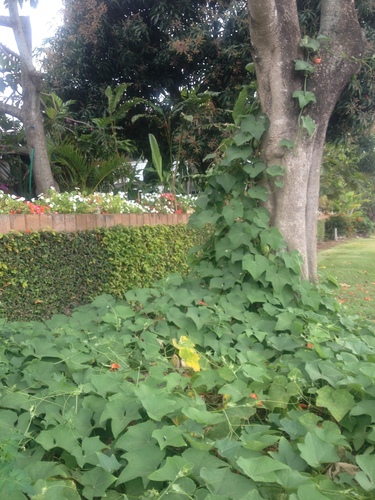 Sechium edule observed 2013-03-13