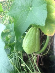 Chayote - Photo (c) plantperson7654, some rights reserved (CC BY-NC)