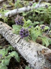 Phacelia hydrophylloides