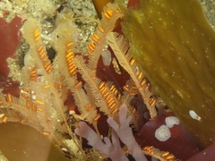 Aglaophenia latirostris