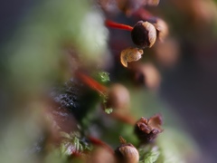 Physarum psittacinum