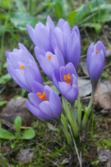 Crocus serotinus