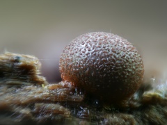 Lycogala exiguum
