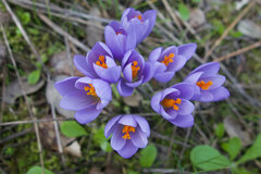 Crocus serotinus