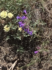 Penstemon roezlii