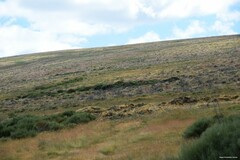 Cytisus oromediterraneus