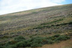 Cytisus oromediterraneus