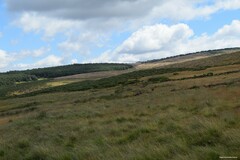 Cytisus oromediterraneus