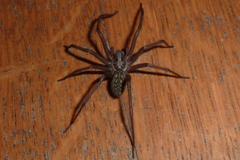 Araneae
