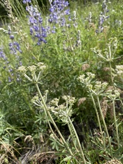 Eriogonum heracleoides