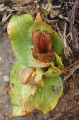 Satyrium pumilum