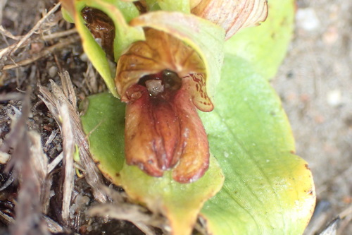 Image of Satyrium pumilum by (c) Nicola van Berkel, some rights reserved (CC BY-SA)