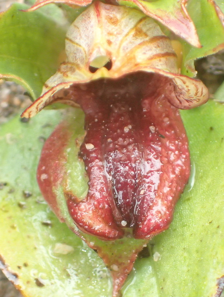 Satyrium pumilum