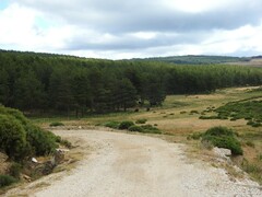 Cytisus oromediterraneus