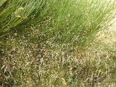 Cytisus oromediterraneus