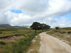 Cytisus oromediterraneus