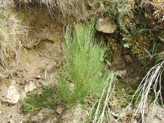 Cytisus oromediterraneus