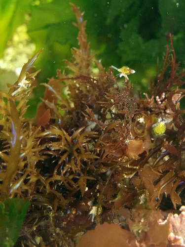 Alia carinata