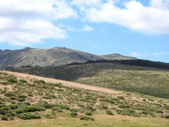 Cytisus oromediterraneus