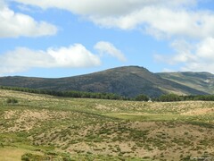 Cytisus oromediterraneus