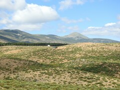 Cytisus oromediterraneus