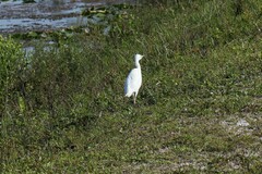 Bubulcus ibis image