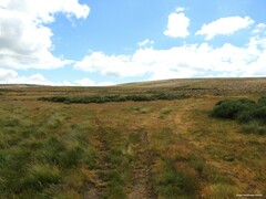 Cytisus oromediterraneus