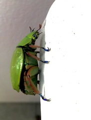 Chrysina macropus