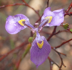 Moraea algoensis