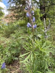 Lupinus argenteus
