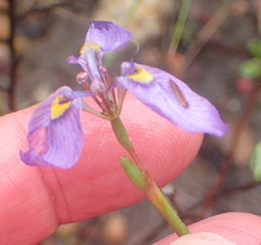 Moraea algoensis