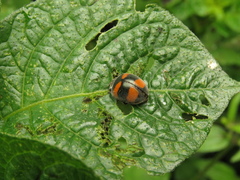 Toxotoma flavofasciata