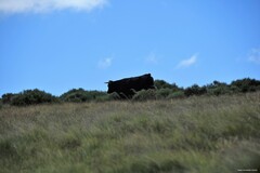 Cytisus oromediterraneus