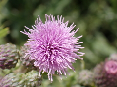 Cirsium arvense