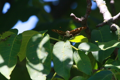Apatura ilia