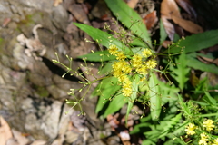 Ixeridium laevigatum