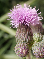 Cirsium arvense