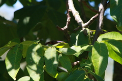 Apatura ilia
