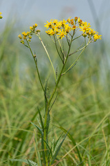 Jacobaea paludosa
