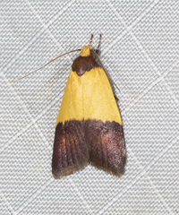Heteroteucha dichroella