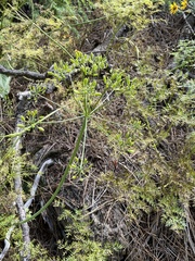 Lomatium dissectum